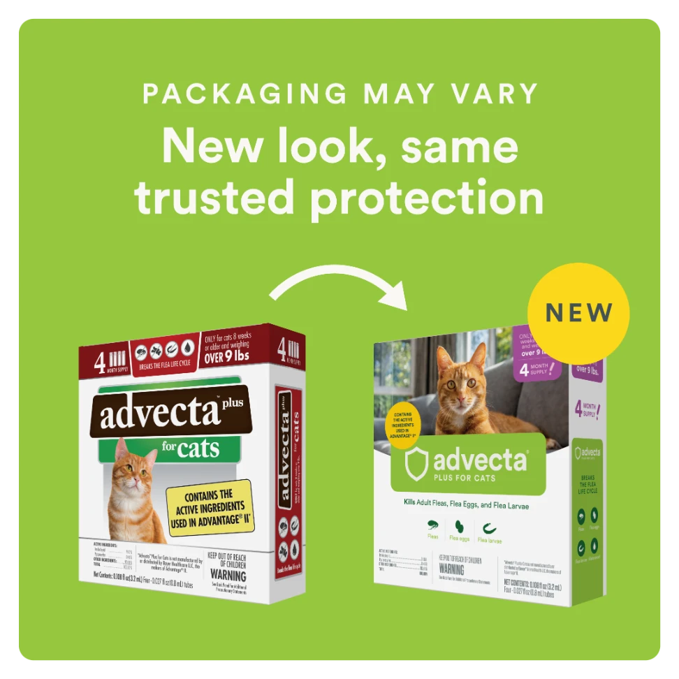 AD_transition_Large Cat