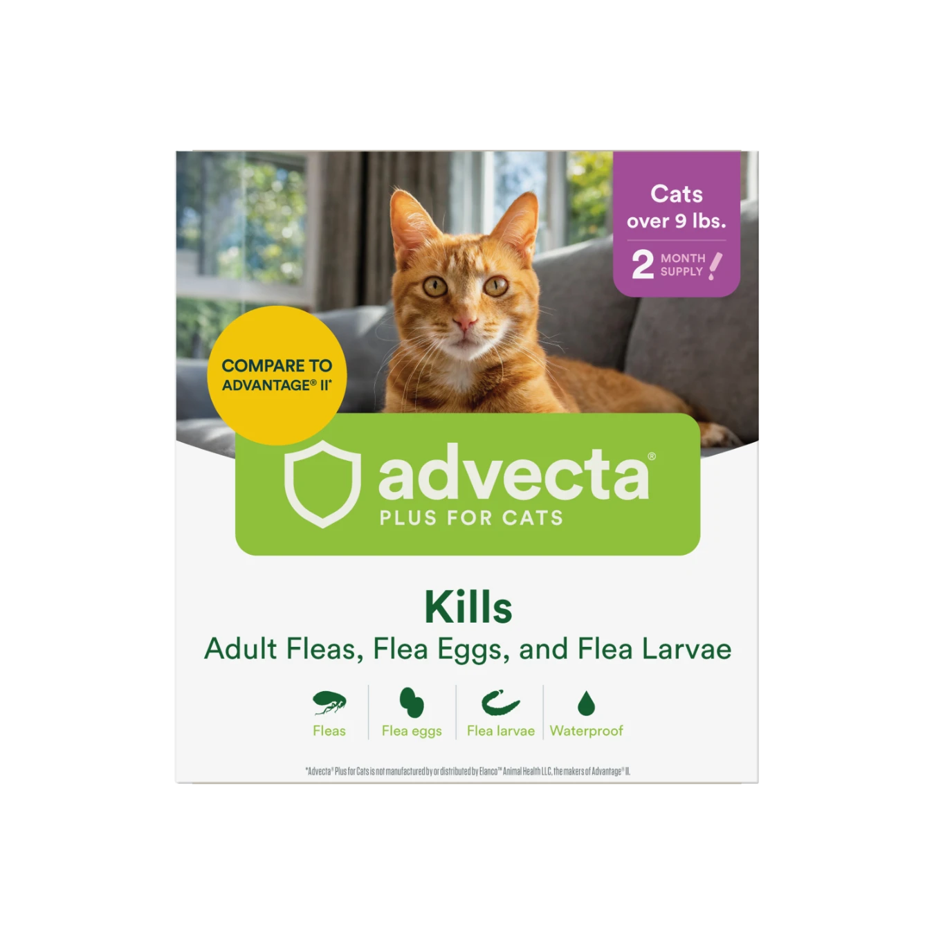 Glamour-Large Cat-2 count_FRNT