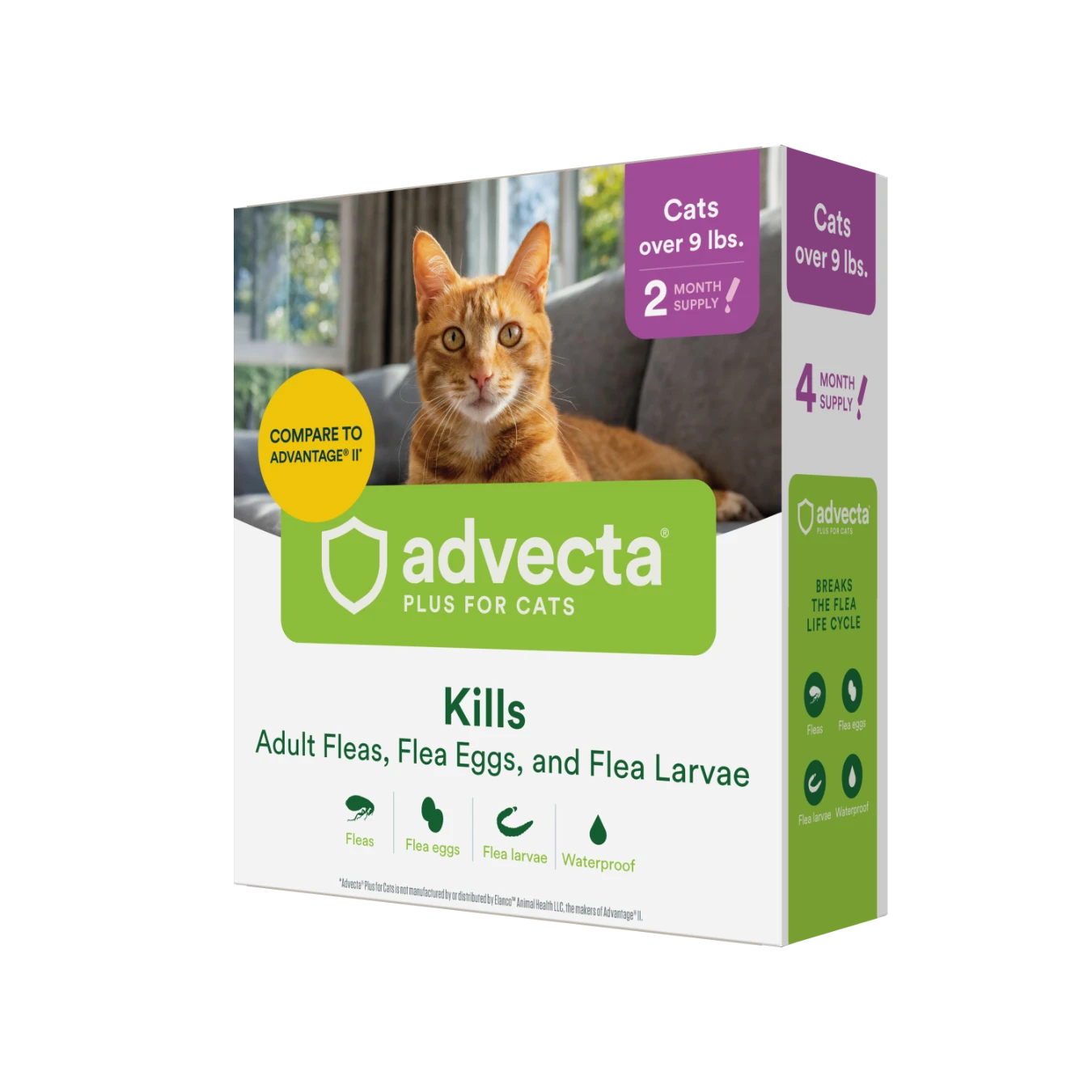 Glamour-Large Cat-2 count_LEFT